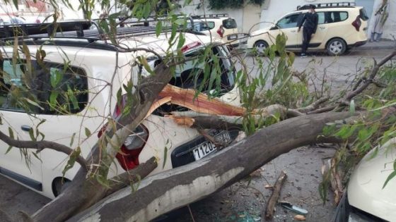 الرياح القوية بطنجة تتسبب في سقوط شجرة على سيارة أجرة كبيرة